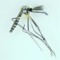 Aedes triseriatus