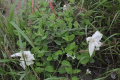 Mandevilla