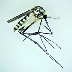 Aedes triseriatus