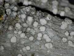 Lepra trachythallina