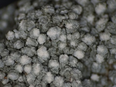 Lepra trachythallina