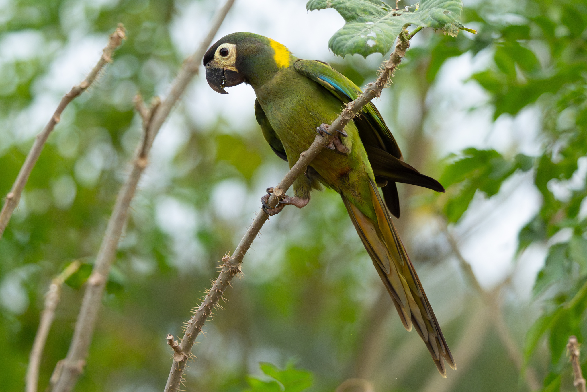 Golden-collared Macaw (Primolius auricollis), photo 3