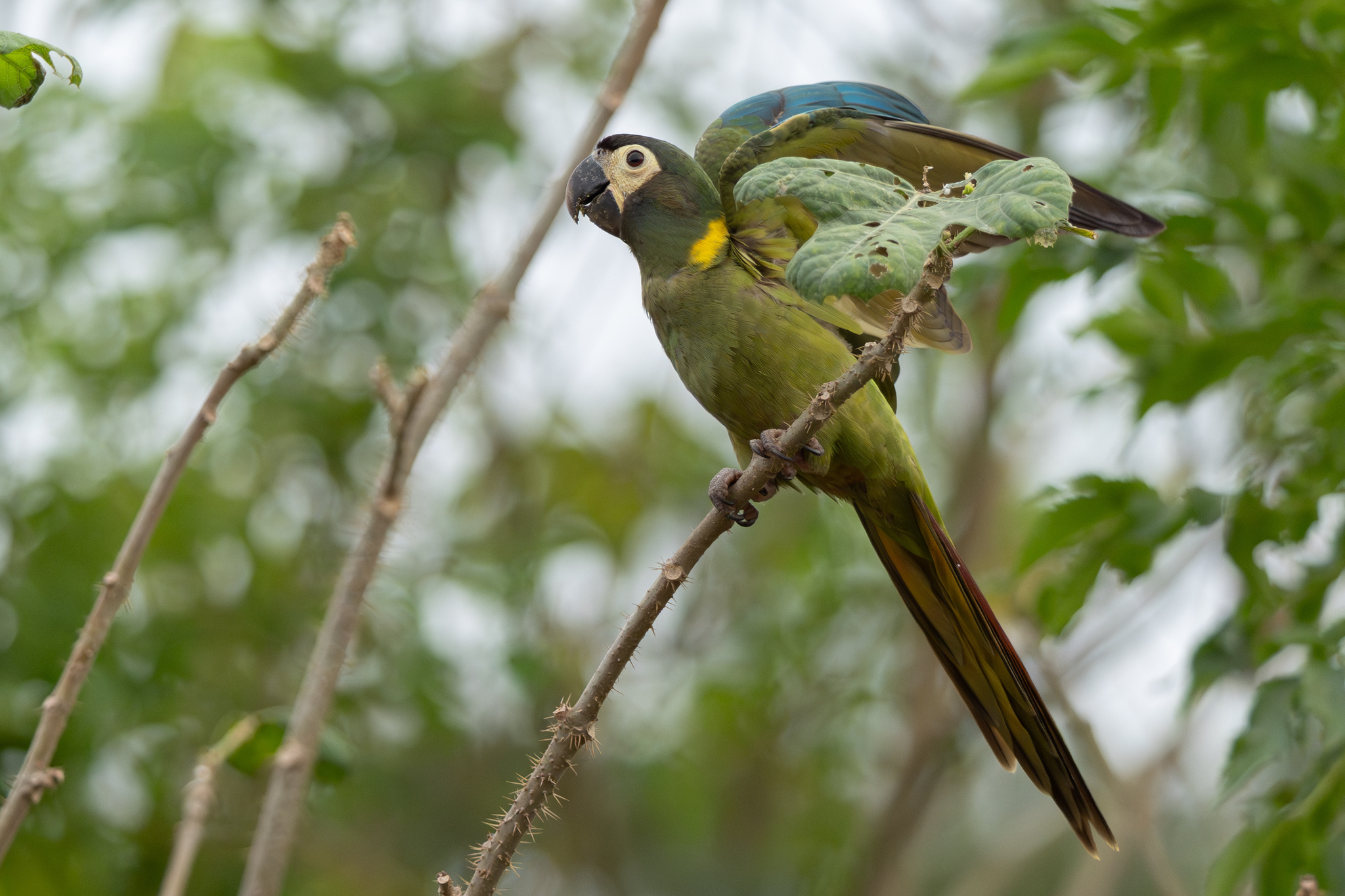 Golden-collared Macaw (Primolius auricollis), photo 4