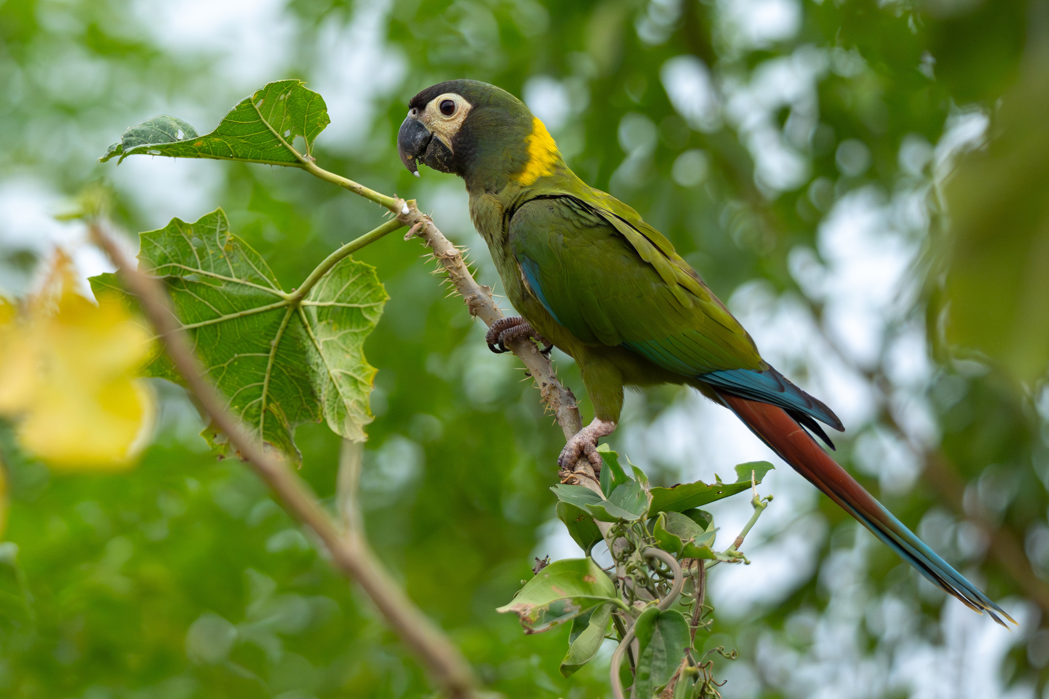 Golden-collared Macaw (Primolius auricollis), photo 5