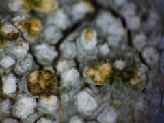 Lepra trachythallina