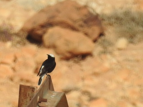White-crowned Wheatear