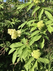Sambucus racemosa