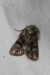 Pachetra sagittigera