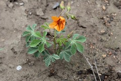 Cochlospermum wrightii