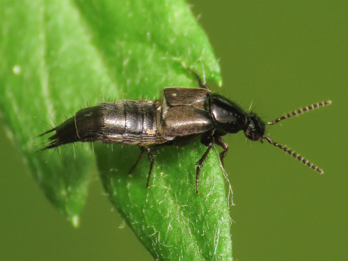 Philonthus mannerheimi
