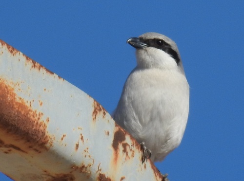 Great Grey Shrike