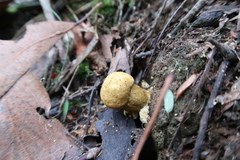 Cordyceps cranstounii