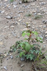 Cochlospermum wrightii