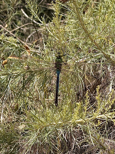 iNaturalist observation photo of Common Green Darner