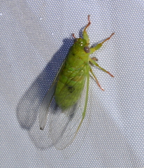 Guineapsaltria flava