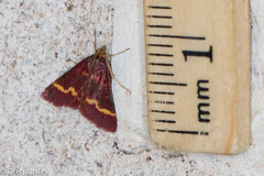 Pyrausta pseuderosnealis