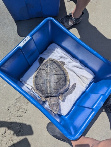 Kemp's Ridley Sea Turtle observed by ed_flagler