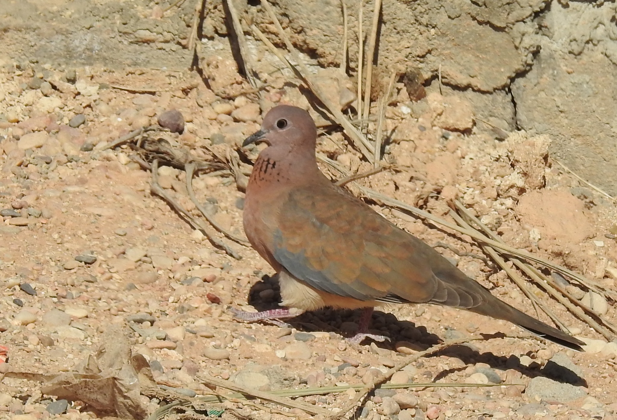 Laughing Dove