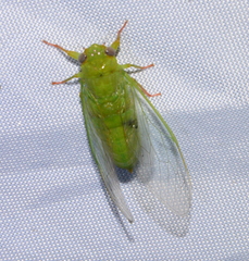 Guineapsaltria flava