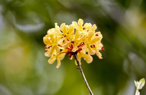 Rhododendron macgregoriae observed 2024-07-12