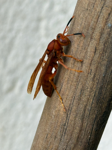 Neotropical Red Paper Wasp