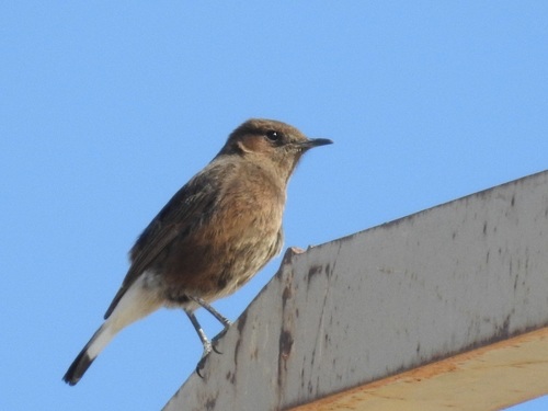 Black Wheatear