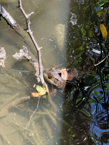 iNaturalist observation photo of American Bullfrog