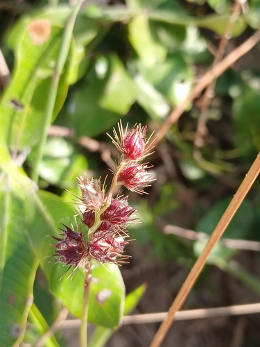 Cenchrus brownii observed 2026-05-26