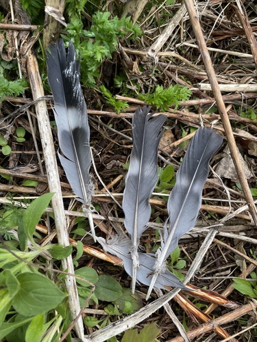 Common Wood-Pigeon