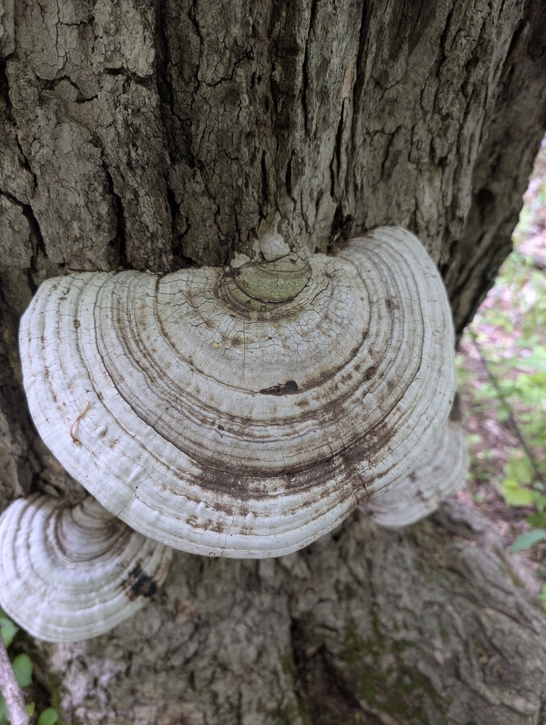 Ganoderma megaloma