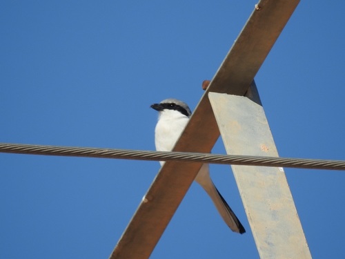 Great Gray Shrike