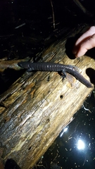 Ambystoma 'unisexual complex'