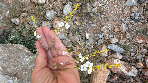 Crambe kralikii