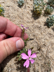 Silene littorea, photograph (c) Chase Mathey, some rights reserved (CC BY)