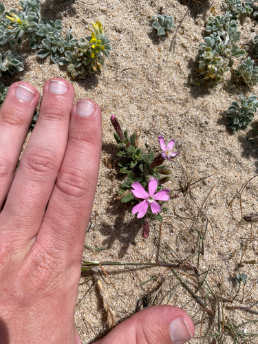 Silene littorea, photograph 4