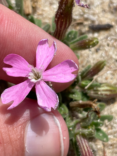 Silene littorea, photograph 1