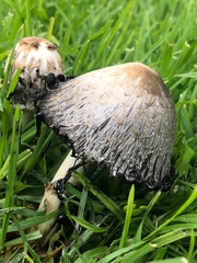 Coprinus comatus