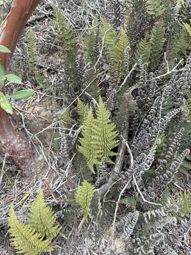 Myriopteris clevelandii observed 2026-05-25