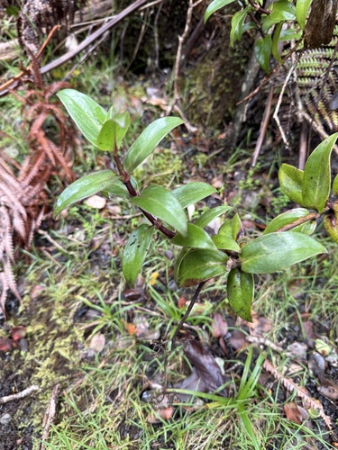 Kadua centranthoides observed 2026-05-25
