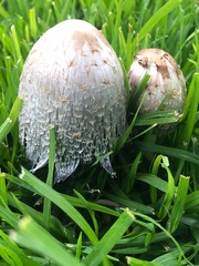 Coprinus comatus