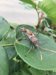 Leptoglossus