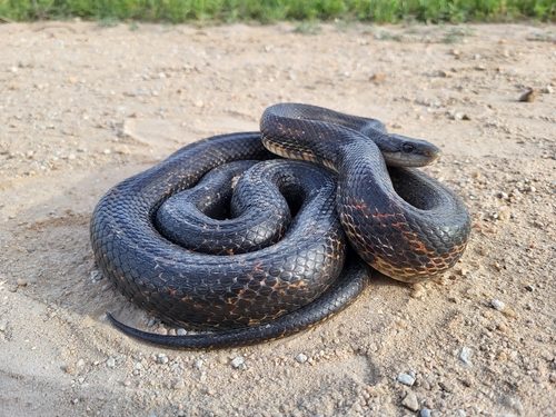 Western Ratsnake