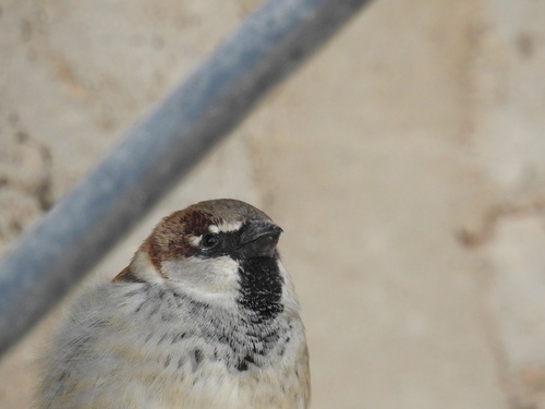 House Sparrow