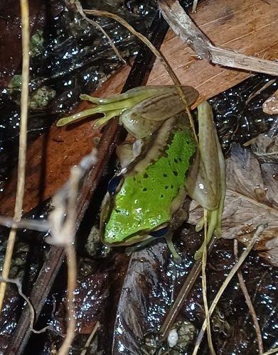 Green Paddy Frog