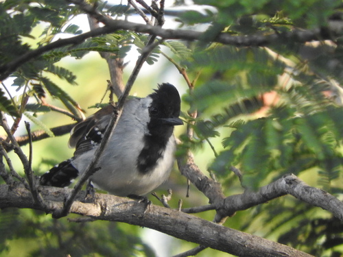 Silvery-cheeked Antshrike