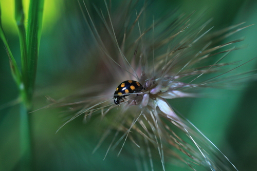 Coccinula quatuordecimpustulata