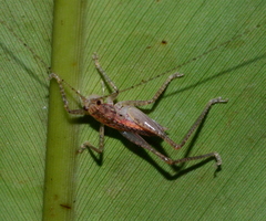 Austrosalomona destructor