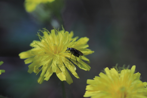 Ortochile nigrocoerulea
