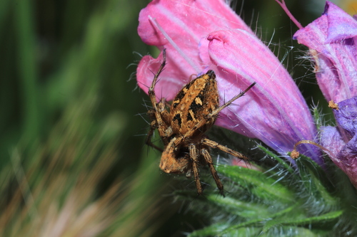 Variegated Lynx Spider