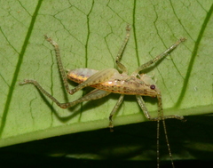 Austrosalomona destructor